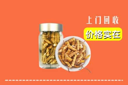 中山南朗镇回收散虫草