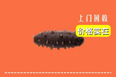 中山南朗镇回收海参