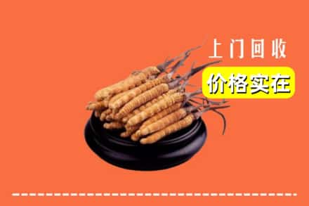 中山南朗镇回收冬虫夏草